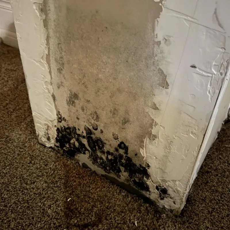 Professional Mold Removal in Lewisport, KY